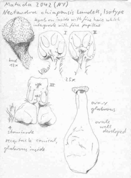 Vorschaubild Ocotea chiapensis (Lundell) Standl. & Steyerm.